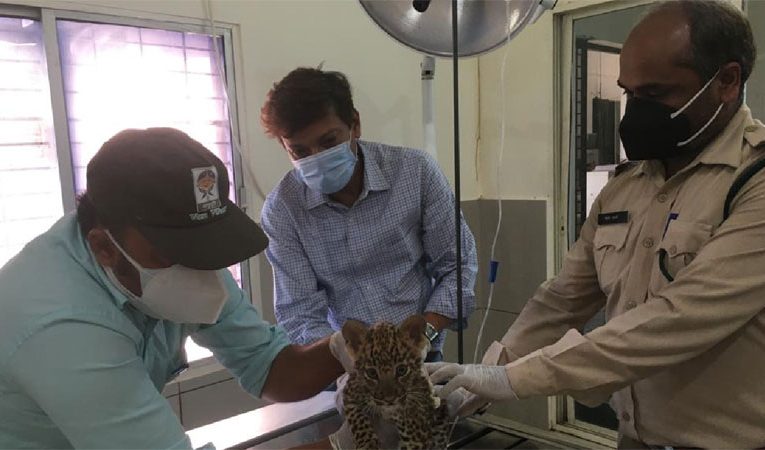 मादा तेंदुआ शावक को रेस्क्यू कर वन विहार में किया जा रहा इलाज